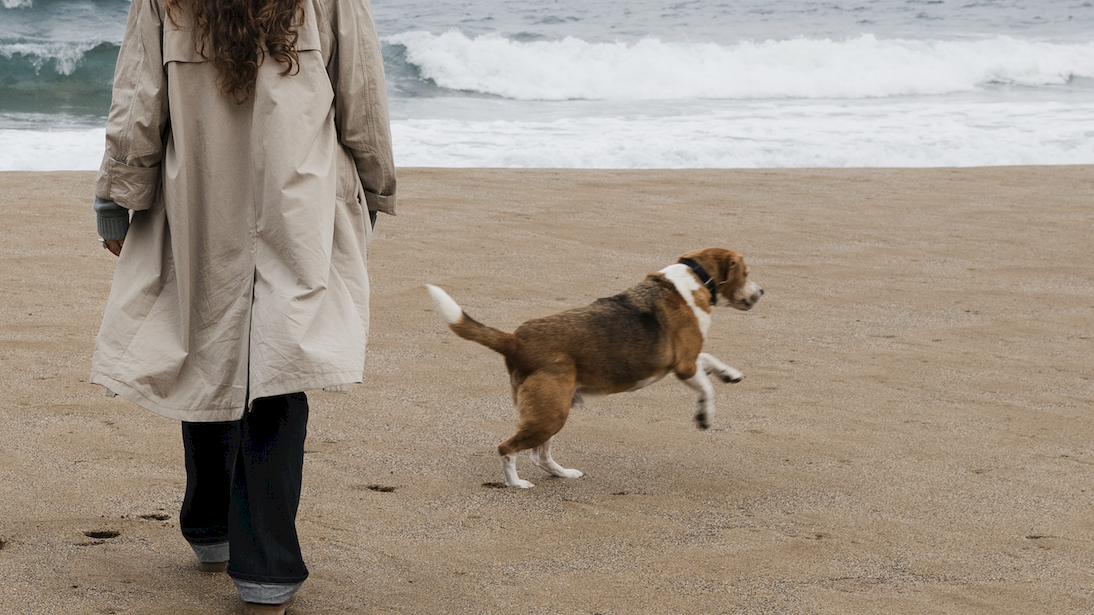 A person in a long coat walks along the beach as a small tricolor puppy trots beside them near the waves.