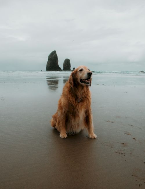 A golden retriever sits on a sandy beach with rock formations in the background under an overcast sky.