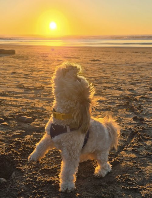 A fluffy white dog wearing a yellow collar sits on a sandy beach as the sun sets in the background, golden and warm.