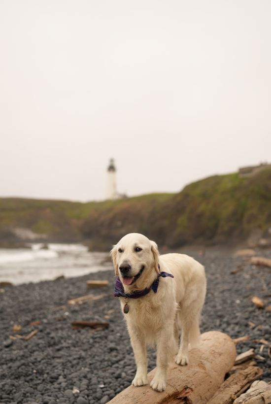 A golden retriever in a blue bandana poses on a pebbly beach, with cliffs and a lighthouse in the foggy distance.