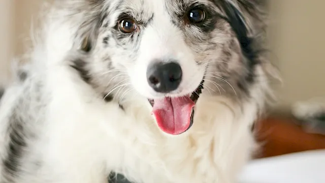 A happy fluffy dog with a white and gray coat lies on a bed, ears perked, tongue out, looking at the camera.