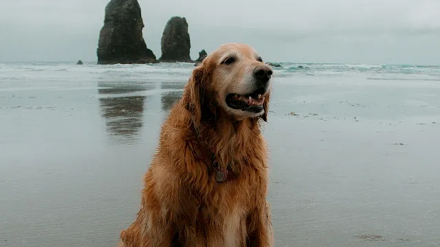 A golden retriever sits on a wet beach with a calm sea and rocky sea stacks in the background, smiling at the camera.