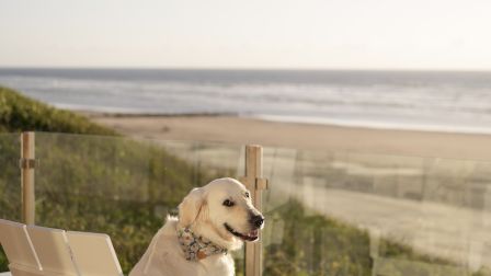 A golden retriever lounges on a white Adirondack chair on a wooden deck, looking out at the ocean at sunset.