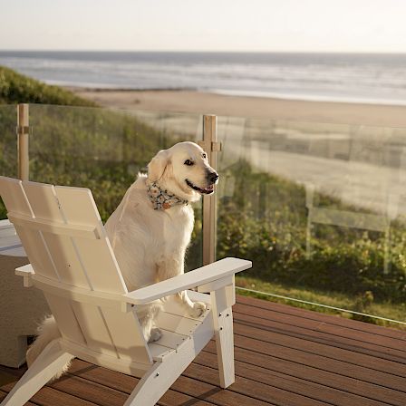 A golden retriever lounges on a white Adirondack chair on a wooden deck, looking out at the ocean at sunset.