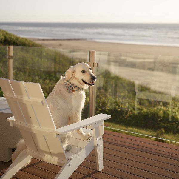 A golden retriever lounges on a white Adirondack chair on a wooden deck, looking out at the ocean at sunset.