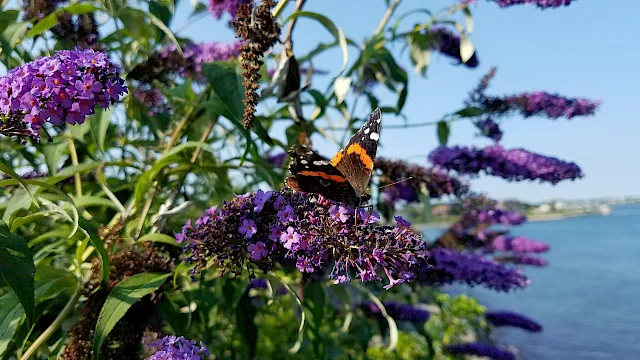 A butterfly rests on vibrant purple lilac-like blossoms in a sunny garden.